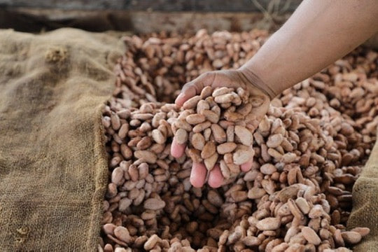 Hacienda Victoria Cocoa Beans - Origin "Ecuador" - Raw, Fermented, Vegan - Zucchero Canada