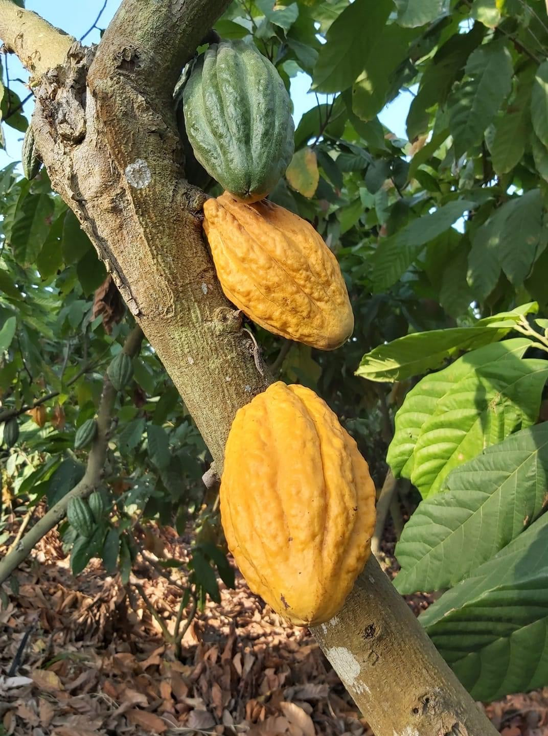 Hacienda Victoria Cocoa Beans - Origin "Ecuador" - Raw, Fermented, Vegan - Zucchero Canada